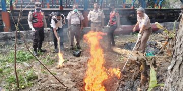 Cegah Penularan PMK, 9,68 Kilogram Sitaan Daging Sapi dari Bali Dimusnakan