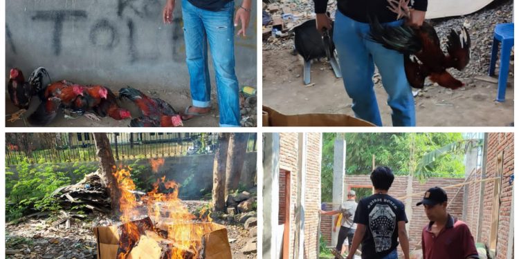 Gerebek Judi Sabung Ayam, Tim Puma 2 Sita 5 Ekor Ayam Aduan