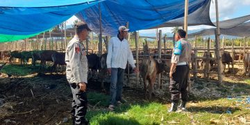 Rutin Lakukan Pengecekan, Polsek Alas Barat Berikan Himbauan Pencegahan PMK