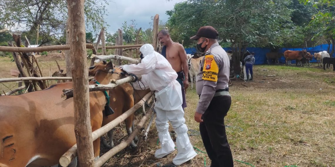 Cegah PMK, Bhabinkamtibmas Boak Dampingi UPT Prokeswan Lakukan Vaksin Pada Ternak