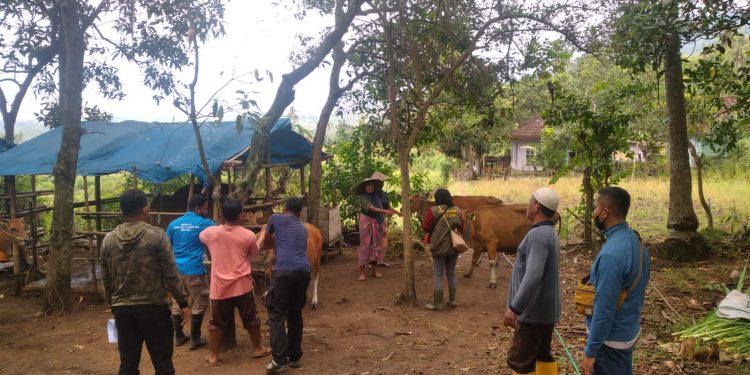 Polsek Praya Barat Daya Gencarkan Vaksin dalam Upaya Penanggulangan PMK