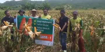 Jagung Hibrida Persada Tingkatkan Produktivitas Petani di Labuhan Sangor