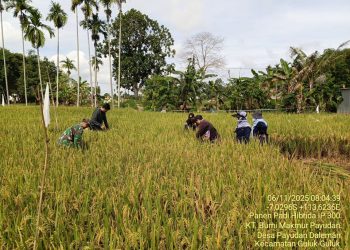 BPP Guluk-Guluk Adakan Panen Padi IP 300 Varietas Padi Hibrida