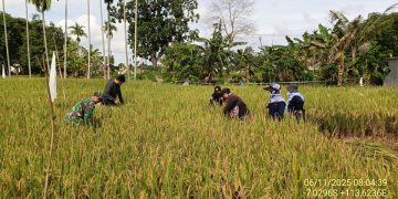 BPP Guluk-Guluk Adakan Panen Padi IP 300 Varietas Padi Hibrida