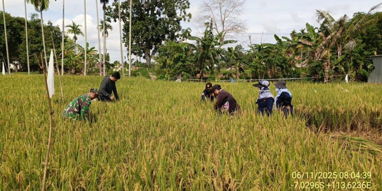 BPP Guluk-Guluk Adakan Panen Padi IP 300 Varietas Padi Hibrida