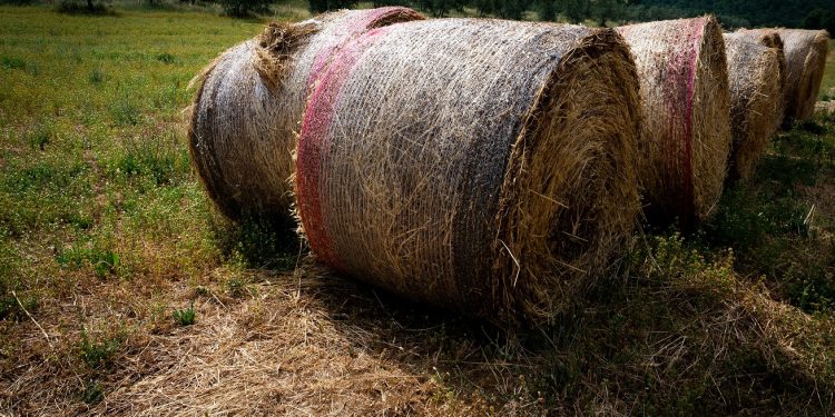 Dampak Positif Bioenergi terhadap Pengurangan Emisi Karbon