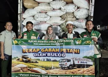 Dukung Ketahanan Pangan, Bulog Serap Ribuan Kilogram Gabah Petani Pragaan